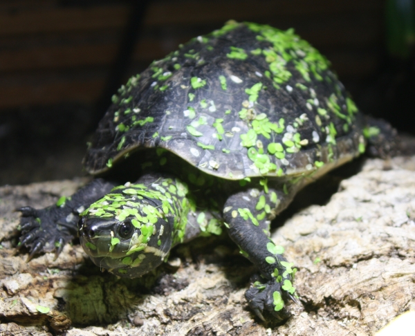 Trächtige Weibchen der Moschusschildkröte haben ein erhöhtes Wärmebedürfnis und halten sich länger als gewöhnlich am Sonnenplatz auf