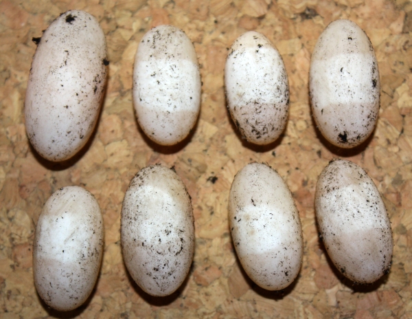 Gelege von Sternotherus odoratus. Die beginnende Eientwicklung lässt sich schon anhand des weissen Fleckes auf der Oberseite der Eier erkennen