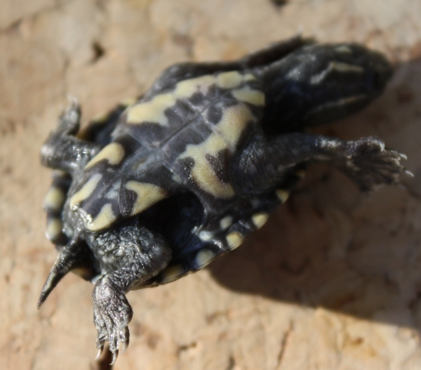 Schlüpfling der Moschusschildkröte -Sternotherus odoratus